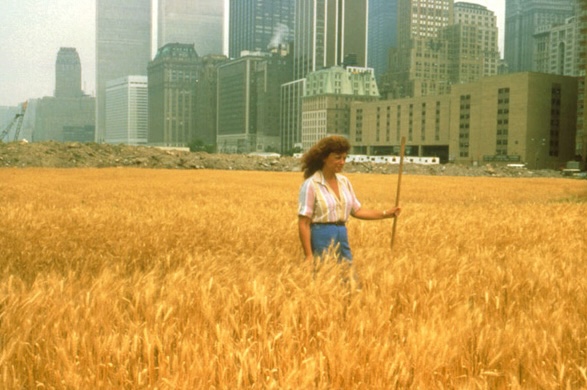 Agnès Denhes, Wheatfield - A Confrontation: Battery Park Landfill, Downtown Manhattan, 1982